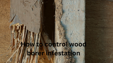 How to control wood borer infestation