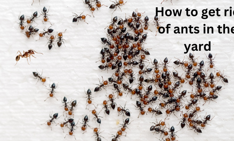 How to get rid of ants in the yard