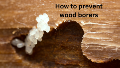 How to prevent wood borers