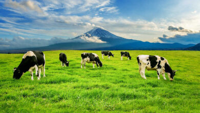 Dairy Cows