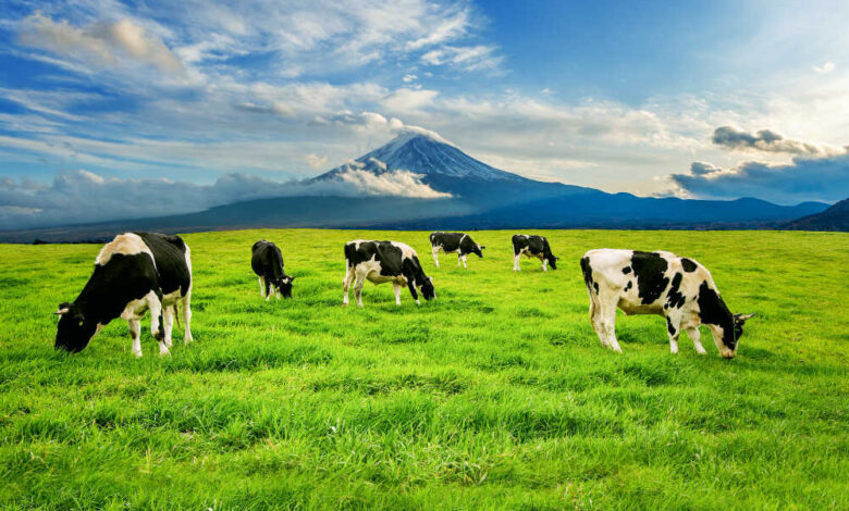 Dairy Cows